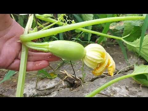 Video: Zakaj cvetovi squash odpadejo s trte