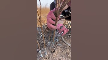 Tree branches cutting process - Goodtools and machinery make work easy