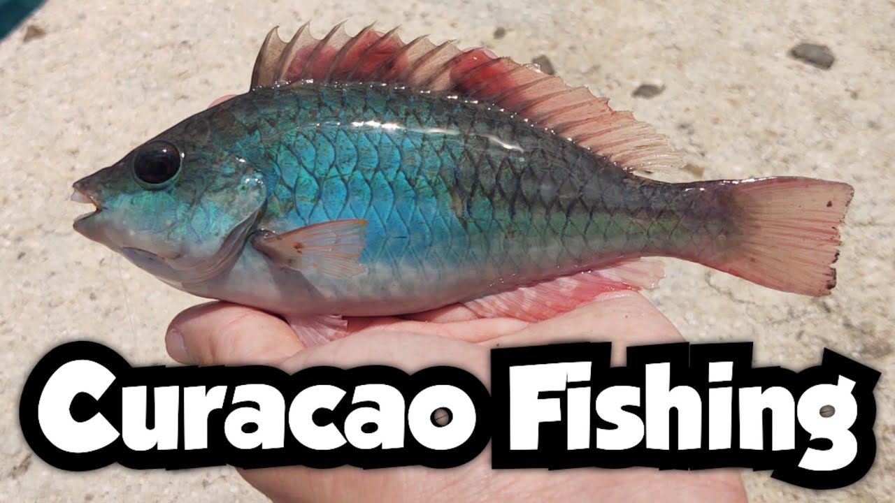 Fishing the Sea Wall in Downtown Willemstad | Curacao Fishing 🇨🇼