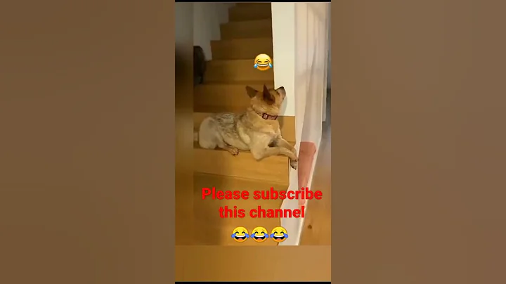 #shorts dog vs cat देखिए क्या हुआ जब कुत्ते के पीछे बिल्ली आयी #funny#comedy #shortvideo#youtube#