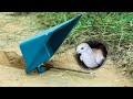 Wow ! Easy Make Bird Trap In Front Of Hole | Creative Simple Bird Trap Using Plastic Dustpan