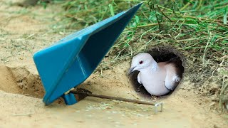 Wow ! Easy Make Bird Trap In Front Of Hole | Creative Simple Bird Trap Using Plastic Dustpan