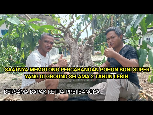 hasil ground bonsai boni percabangannya keren banget class=