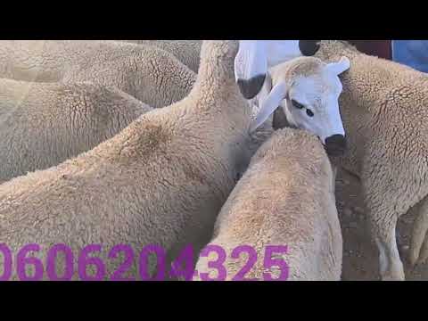 مباشرة من جمعة كيسر إقليم سطات بتاريخ 02 05 2025