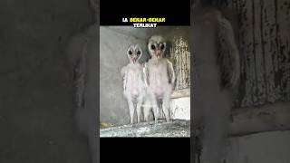 HEWAN YANG TERLIHAT SERAM KETIKA MALAM HARI #fitrahsurya #facts