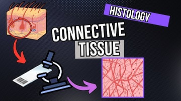 Connective Tissue Under the Microscope (Development and Structure)
