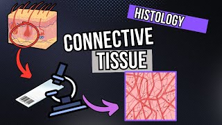 Histology: Connective Tissue (Development and structures)
