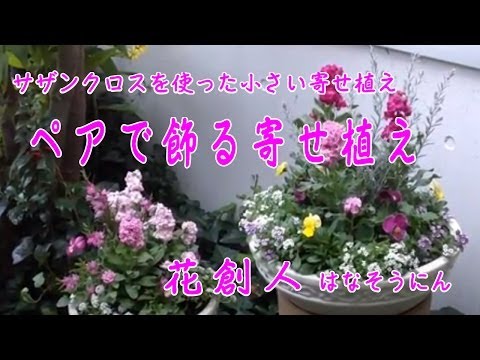 【お値下】サザンクロスとプルプレアの秋の寄植え