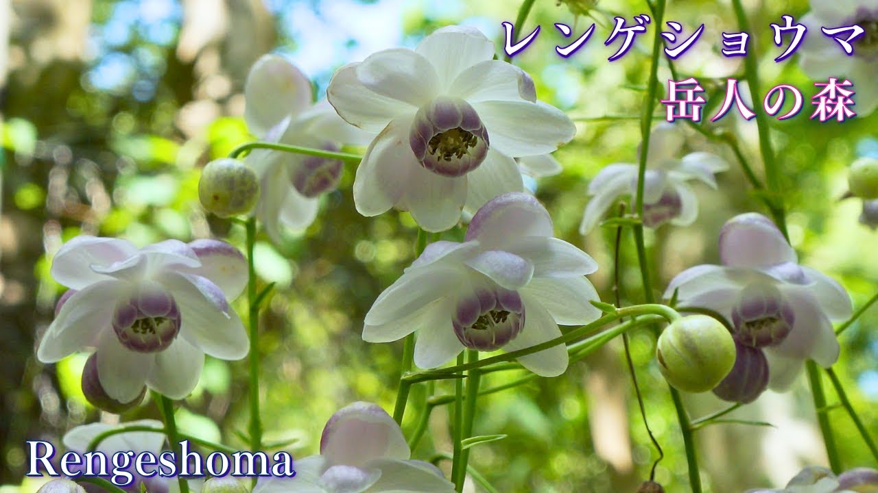 «Лесная фея» Ренгешома в ботаническом саду «Гакудзин-но-мори» в горах Сикоку, Токусима, Япония