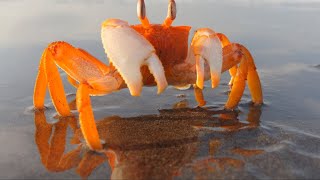 INI DIA CRUSTACEA YANG LEBIH KITA KENAL DENGAN KELOMPOK UDANG-UDANGAN