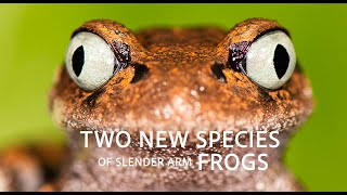 Two New Frog Species From Arunachal Pradesh