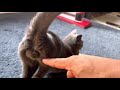ダル様大盛り