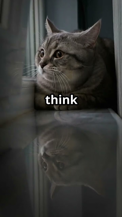 Do Cats Know It's Them in the Mirror?
