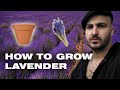 Lavender Can You A Pot In Grow