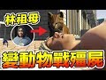 動物屍友會 當林祖母變成動物 大鬧城市 殭屍是對手嗎？GTA5 俠盜獵車手5 PC【我不喝拿鐵 遊戲實況】