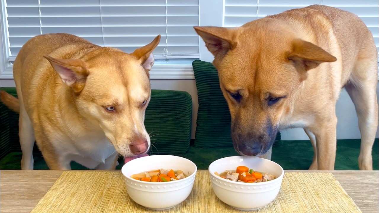 Husky & Shepherd Try Chicken Noodle Soup for the First Time! 🐶🍜 | Funny & Adorable Dog Reactions! 😂