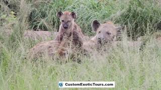 Playful Hyena Cubs in Uganda
