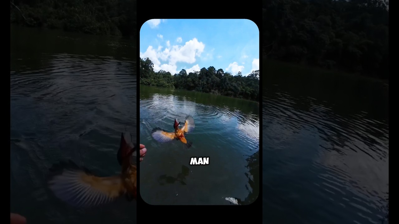 Он поймал зимородка вместо рыбы