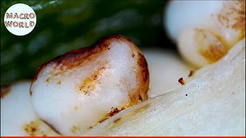Everyday Objects in Macro | Satisfying Video #1 | Macro World 2020