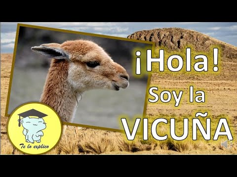 วีดีโอ: Vicuñas คือใคร