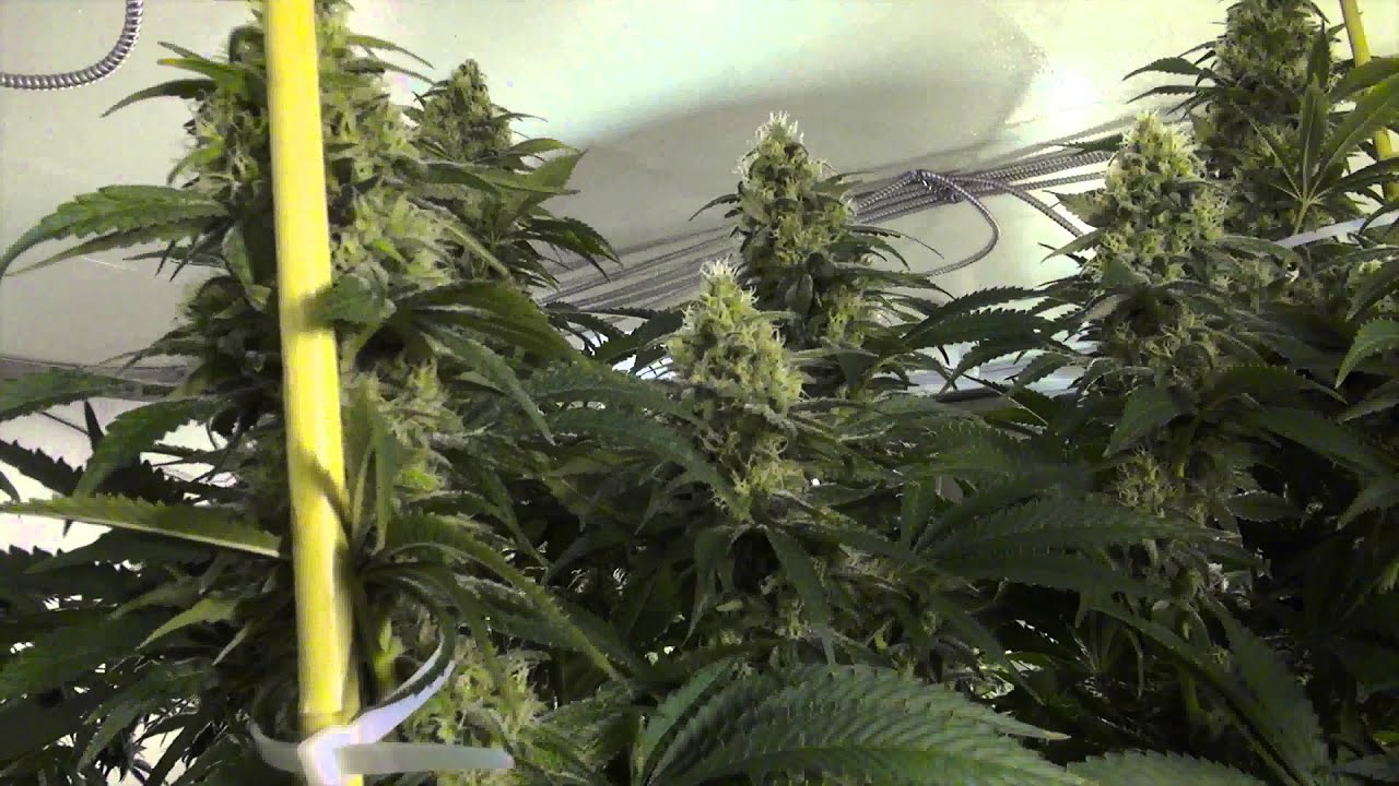 How To Stake Your Cannabis Plants YouTube How To Stake Your Cannabis Plants YouTube