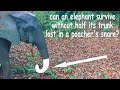 Can an elephant survive without half of its trunk lost in a poacher&#39;s wire snare?