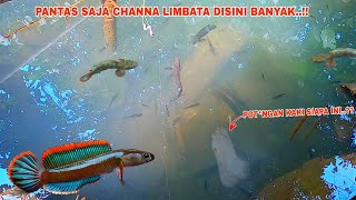 MENYERAMKAN..!! Mancing Channa Limbata Ditempat Angker || Sungai Yang Banyak Ikan Channa Limbatanya