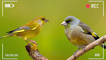 Relaxing Bird Sounds - Natural Bird Sounds, Bird Sounds to Reduce Stress, Beautiful Birds Singing