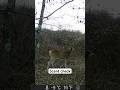 #scrapeline #deer #whitetail
