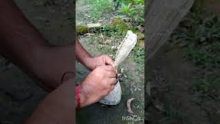 how to grafting mango plant / how to grafting plant #gardening #graftingtechnique #howtografting
