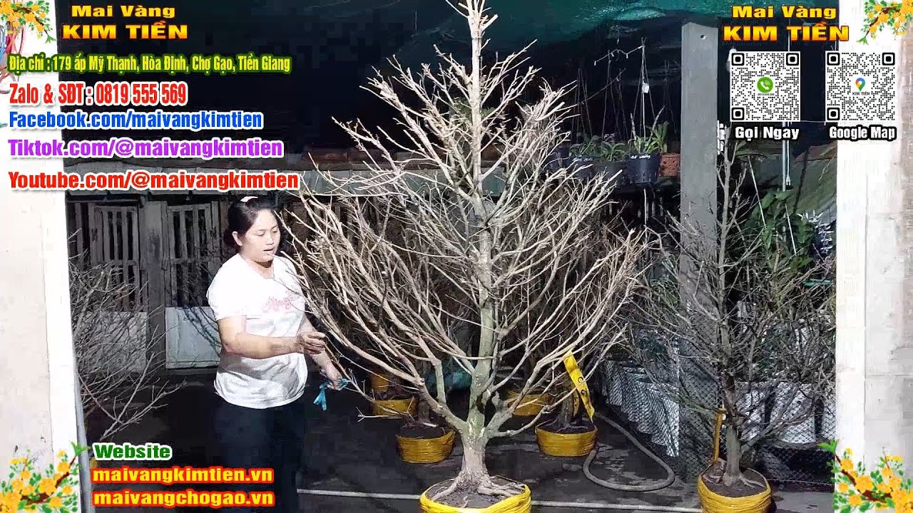 MS #566 - Mai Vàng Giảo Hạt Thủ Đức Tàng Đẹp Nhiều Nhánh Giá 850k - Mai Vàng Kim Tiền Chợ Gạo