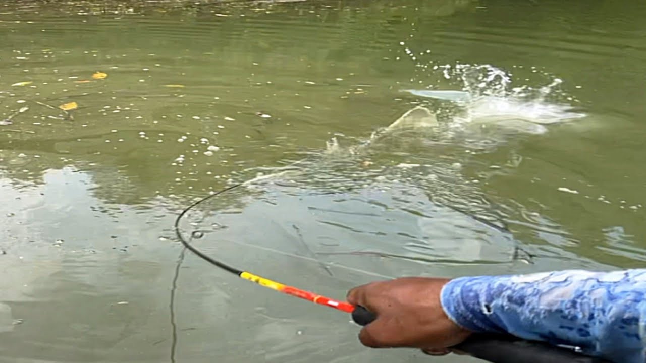 Sambaran keras didepan mataku! Bukti ganasnya ikan predator kakap putih