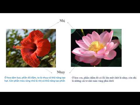 Khoa học lớp 5 tuần 26, bài: Cơ quan sinh sản của thực vật có hoa