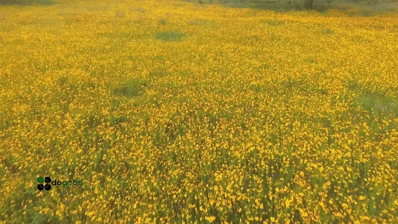 Yellow Flowers Heritage Park and Gardens Live Oak, FL YouTube