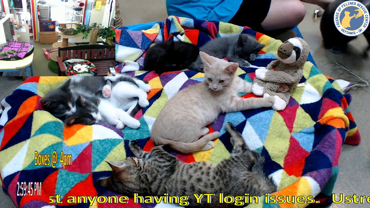 cage free vs organic eggs A Bunch of cuteness.