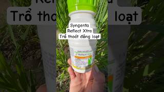 Reflect Xtra 325SC for uniform rice heading #syngenta #trending