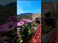 #Shorts😘#castiglioneacasauria❤️PE #abruzzo💖 #scoprendo #piante ❤️viaggiando ♥️italia🇮🇹