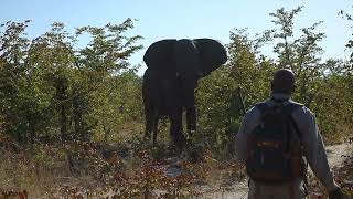 Elephant Charge In Hwange Np