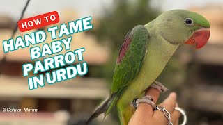 How To Hand Tame Baby Parrot