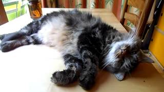 Trop Dur....