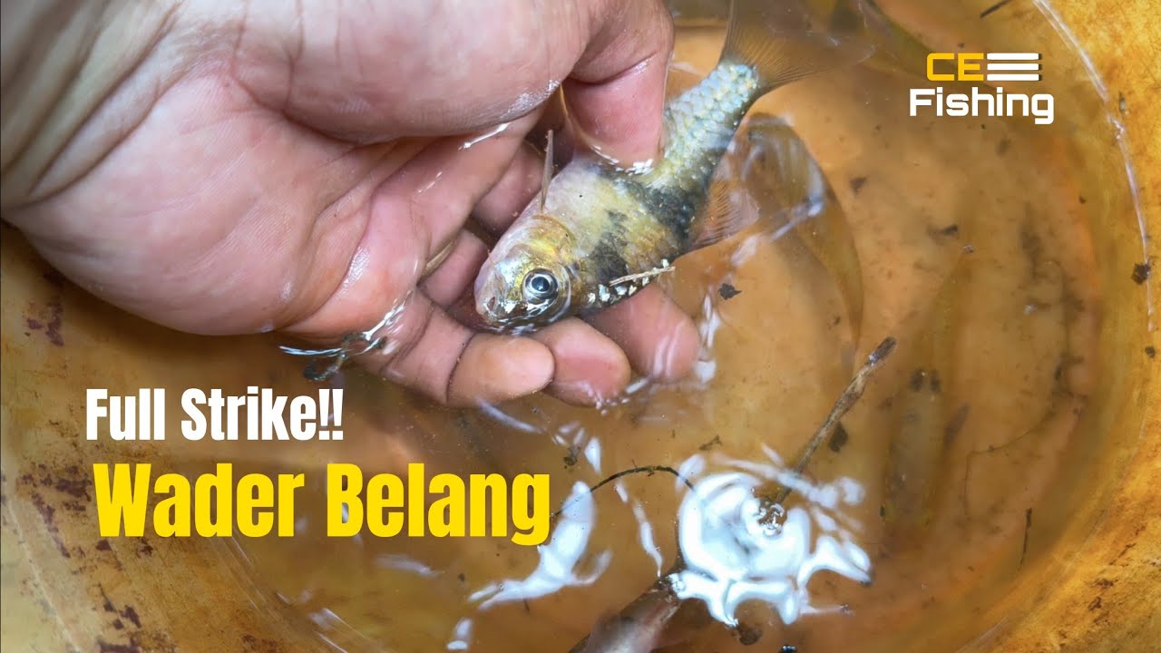 WADER BELANG Banyak Sekali Disini!! Memancing Ikan Ini Sangat Seru UMPAN Langsung Disambar