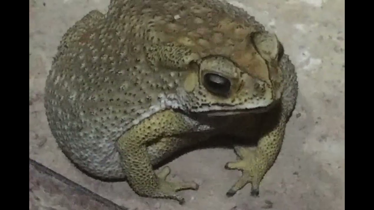 វីដេអូរបៀបស្វែងរកគីង្គក់#toads #cute #animals #wildlife #shorts #frog #shortsviral #funny #short