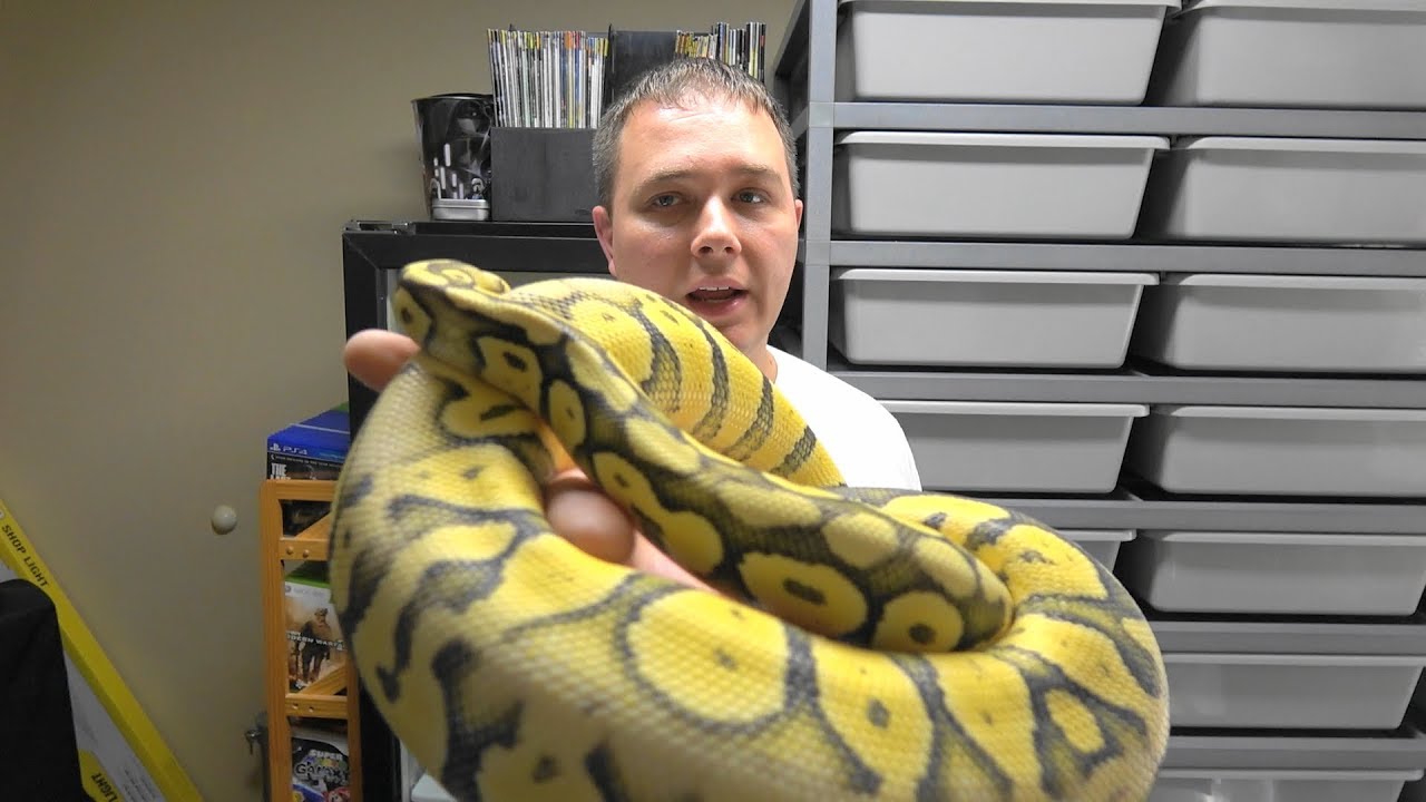Q&A - Conquering My Fear of Snakes & More - All About Hissy Fit ...