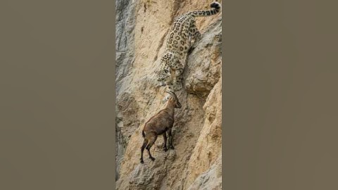 How mountain goat protect herself from the predator attack #viralvideo #snowleopard #goat #wildlife