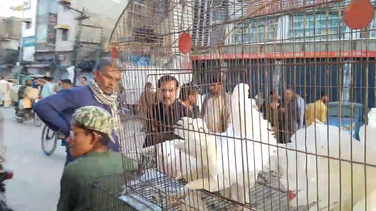 Rawalpindi Raja Bazar Kabutar Mandi | Aseel Murga Mandi | Pindi Vlogs 