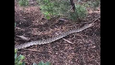 Gopher Snake - New Mexico