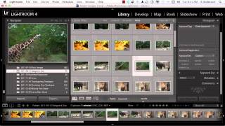 Adobe Photoshop Lightroom 4 Tutorial | Copying Keywords with the Spray Can screenshot 4
