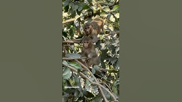 These baby monkeys look so cute playing on the tree💕🥰🦥🙌🏻#viral#shorts#cute#baby#monkey#playing