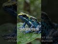 3 Fakta hutan Amazon 😱😱😱 #hutanamazon #amazon #faktadunia #educationalvideo #foryoupage #faktaunik