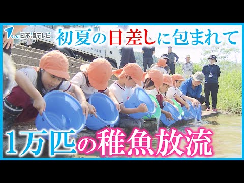 【まるで“アユの滝”】初夏の日差しに包まれながら園児たちが1万匹の稚魚を放流　鳥取県日野町